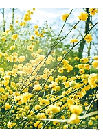 ユニフォーム ufau2021n059