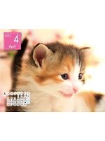 yjtH[̃jtBXz2013NxJ_[/4Bʂ̊zL