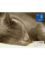 yjtH[̃jtBXz2013NxJ_[/8Bʂ̊zL