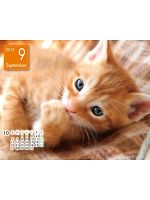 yjtH[̃jtBXz2013NxJ_[/9Bʂ̊zL