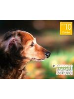 yjtH[̃jtBXz2013NxJ_[/10Aʂ̊zL