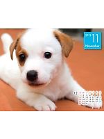 yjtH[̃jtBXz2013NxJ_[/11Aʂ̊zL